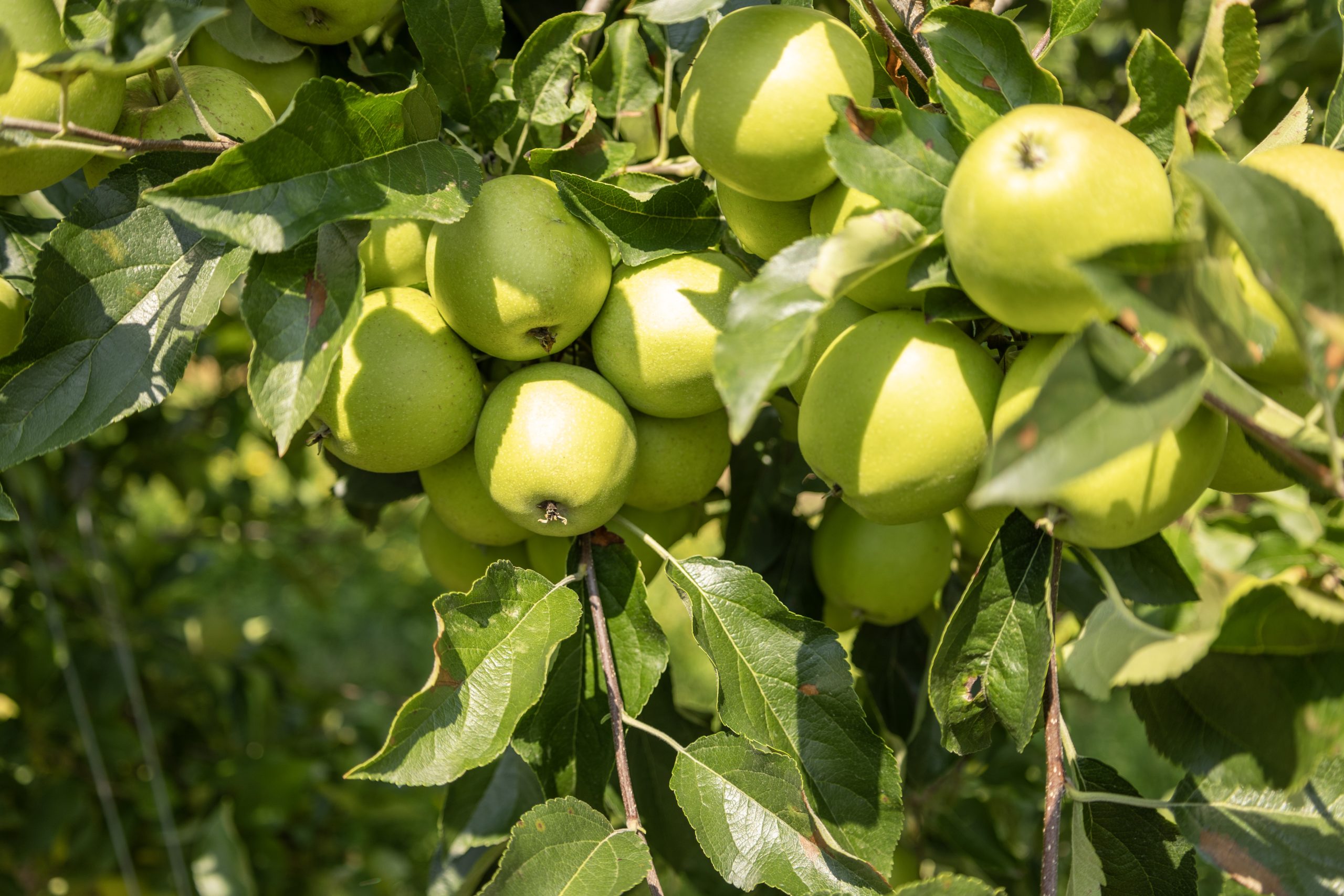 ОВОШКИ – СЕМКОВИ