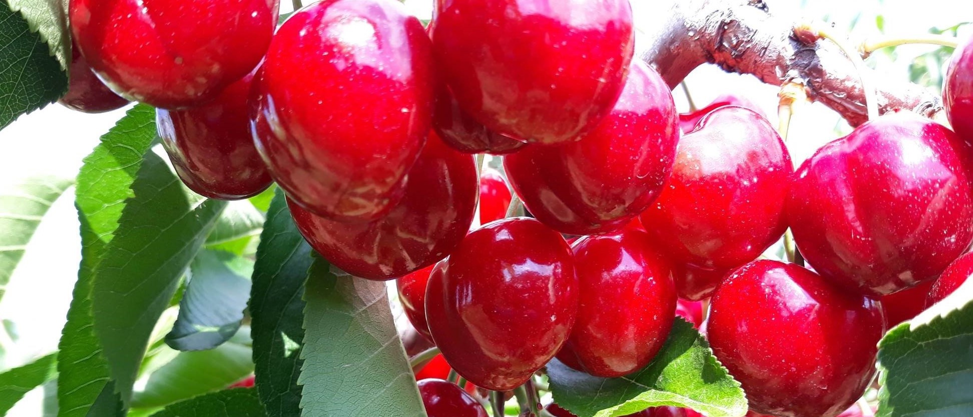 ОВОШКИ – КОСТИЛКОВИ