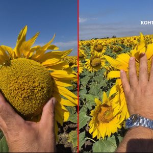 Ключова-вегетативна-фаза-от-развитието-scaled