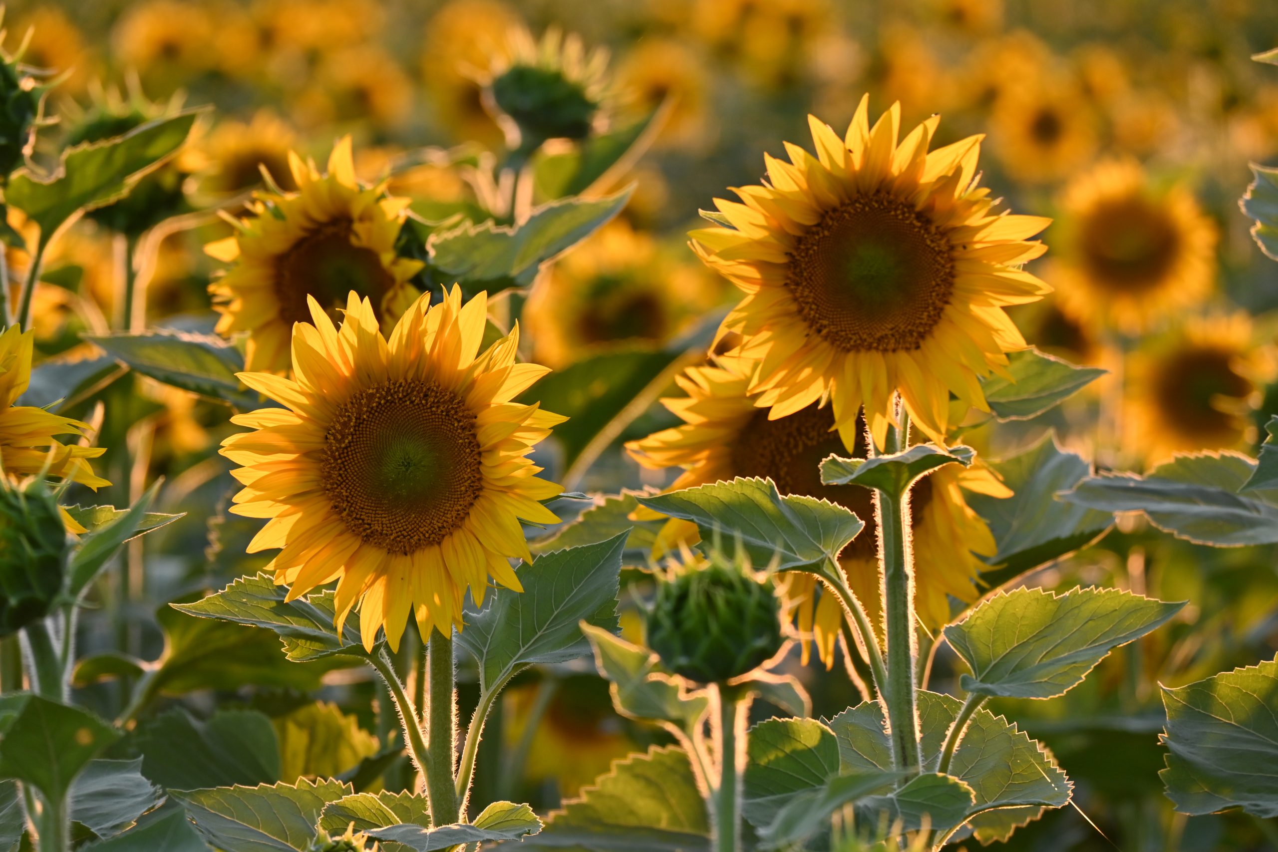 СЛЪНЧОГЛЕД