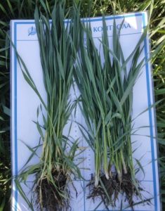 1-e1718272260348-235x300