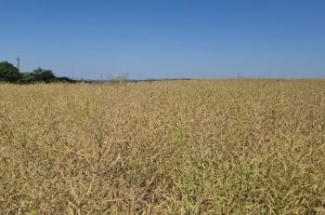 1-e1753274618374-300x199