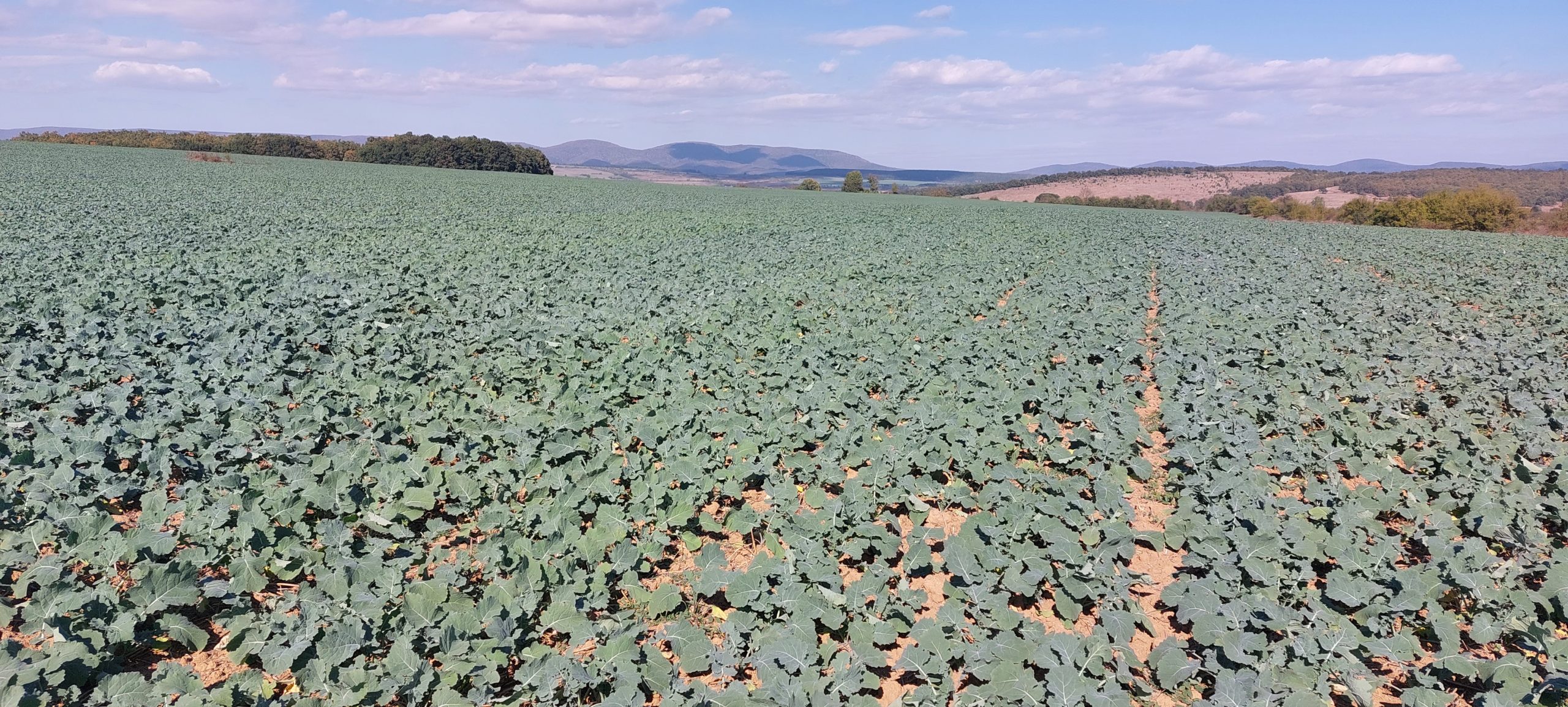 Сн.-1-20.10.23-г-scaled