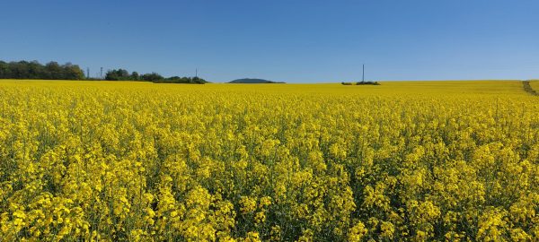 Сн.-4-15.04.24-г-scaled