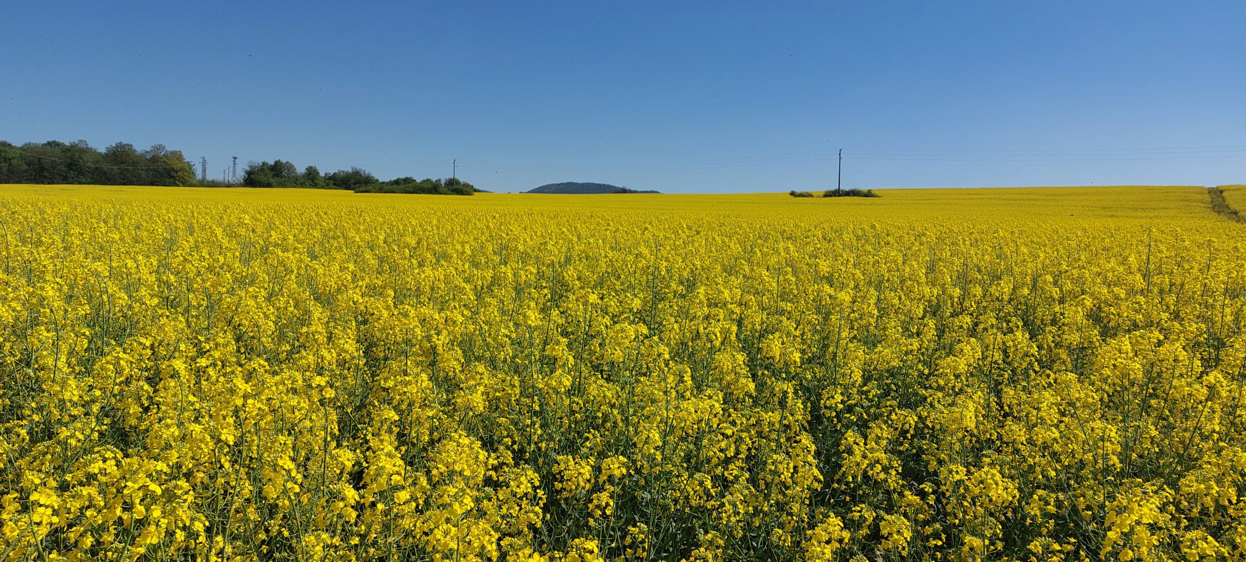 Сн.-4-15.04.24-г-scaled