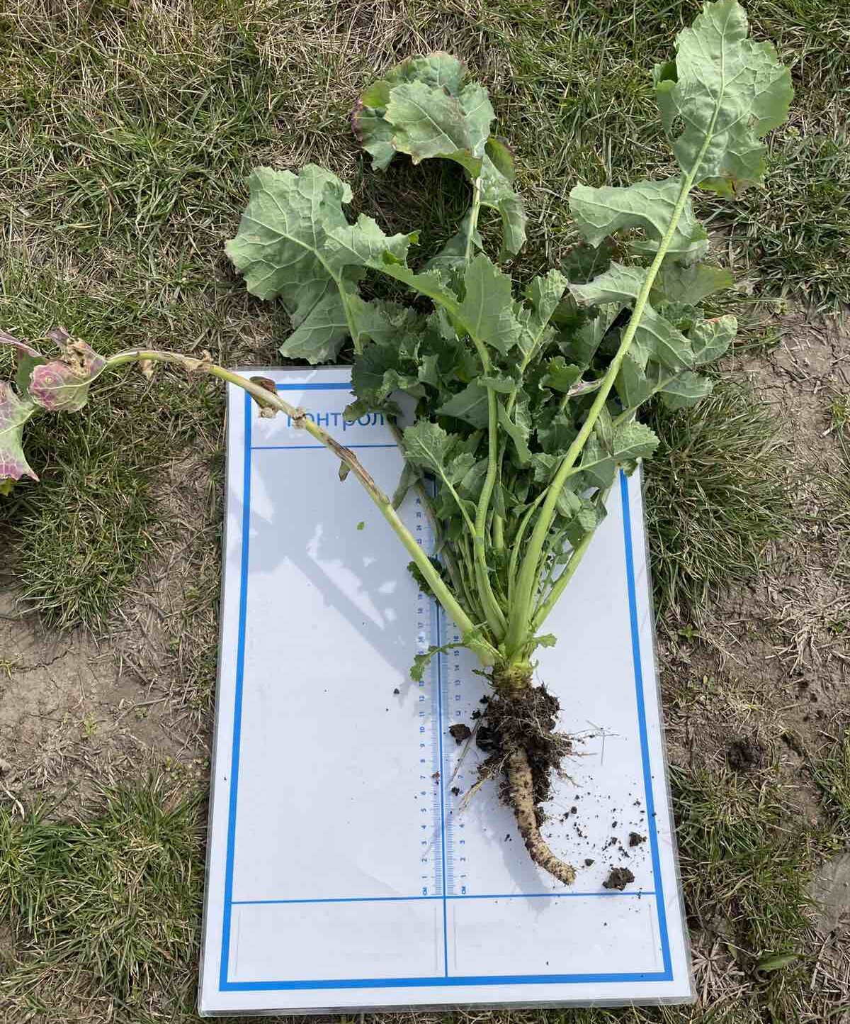 -технология-отлично-развита-надземна-маса-и-коренова-система-e1678721468320