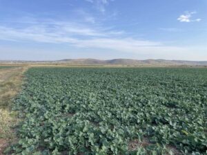 Тимак-технология-03.11.2022-състояние-след-приложение-на-Фертилидер-Голд-300x225