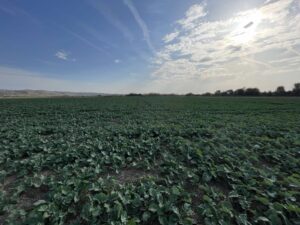 Тимак-технология-2-03.11.2022-състояние-след-приложение-на-Фертилидер-Голд-300x225