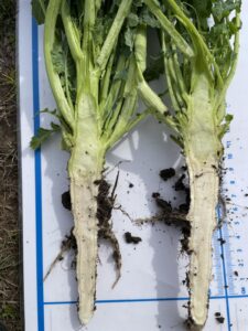 Тимак-технология-много-добре-развита-коренова-шийка-и-коренова-система-225x300