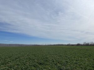 Тимак-технология-отлично-гарниран-посев-и-гъстота-300x225