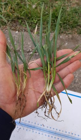 MicrosoftTeams-image (10)