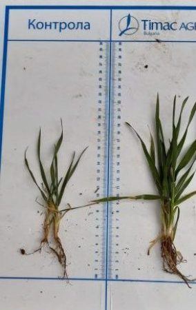 MicrosoftTeams-image (8)