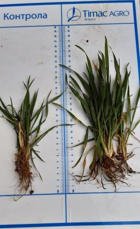 MicrosoftTeams-image (9)