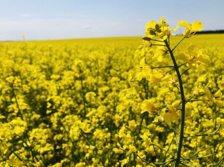 rapeseed beko dora hungaria 1 scaled e1754055131428 1568x1172
