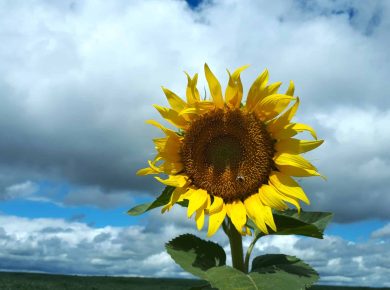 sunflower closeup croatia 2